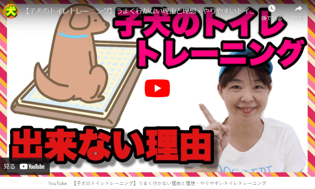 YouTube【子犬のトイレトレーニング】うまく行かない理由と理想・やりやすいトイレトレーニングを紹介する画像。犬がおしっこをトレーの上でしているイラストとドッグロレーナーみきてぃの画像。